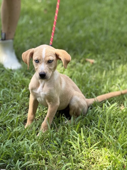 GRACIE - Hound available for adoption