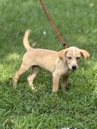 GRACIE - Photo 2