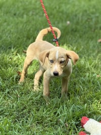 GRACIE - Photo 3