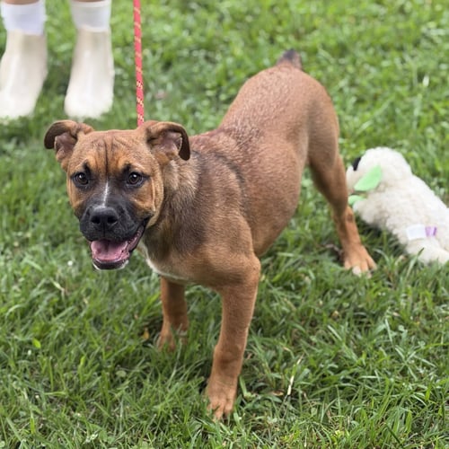 LIL MARY - English Bulldog / Boxer available for adoption