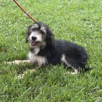 Bella - Photo 4
