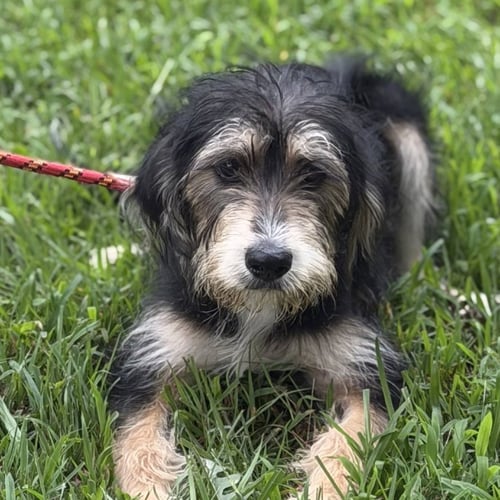 BELLA - Schnauzer available for adoption