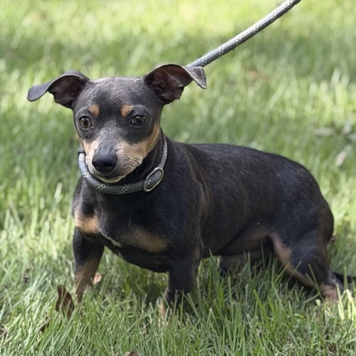 MR. GREY - Chihuahua / Dachshund available for adoption