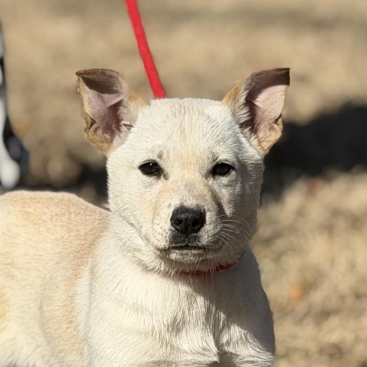 DIPSY - Shepherd available for adoption