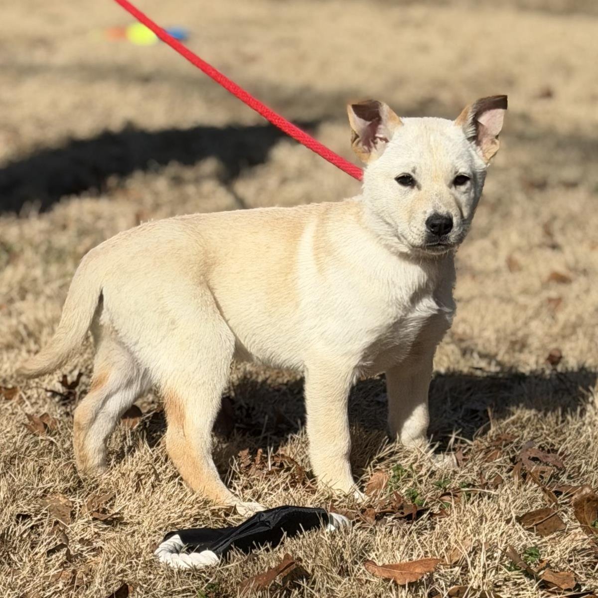 DIPSY - Shepherd available for adoption