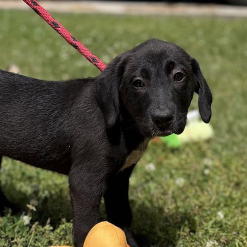 FREEDOM - Labrador Retriever / Hound available for adoption