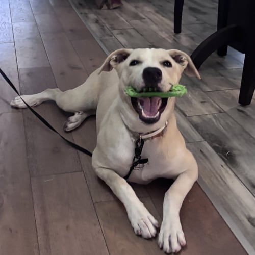 PEARL ( LOWER FEE, IN PA)