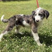 SHELBY - Photo 3