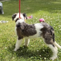 SHELBY - Photo 4