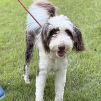 BANDIT - Photo 3