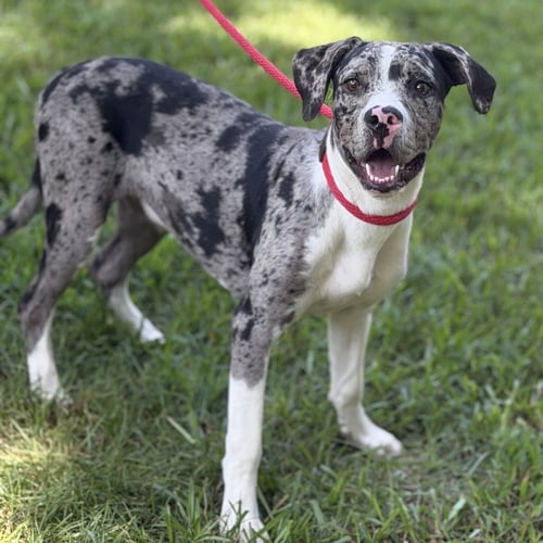 BEANS - Catahoula Leopard Dog / Labrador Retriever available for adoption