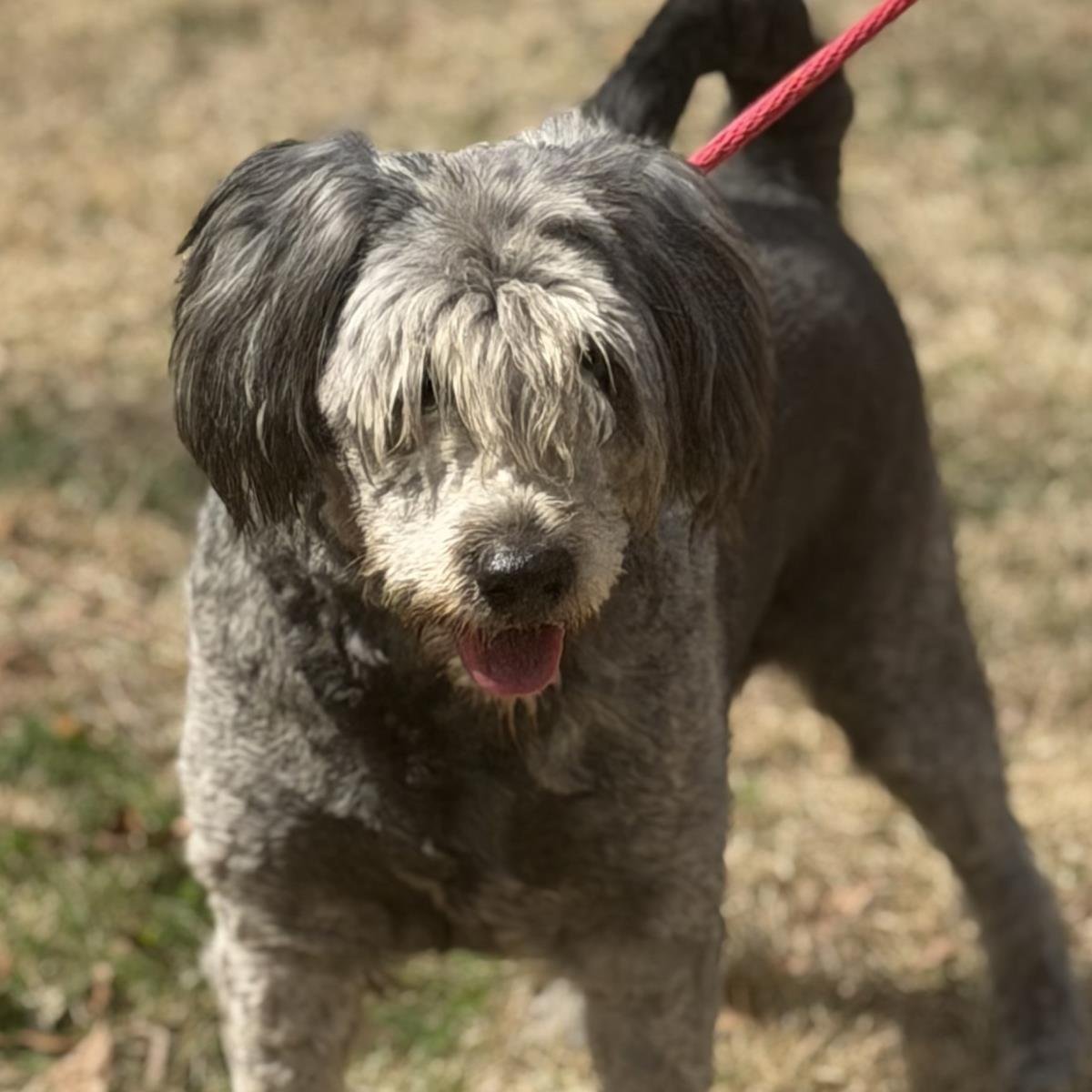 STELLA - Poodle (unknown type) / Sheep Dog available for adoption