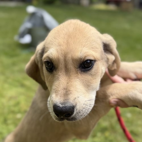GENERAL - Labrador Retriever / Hound available for adoption