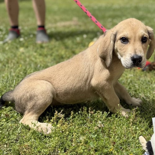 GENERAL - Labrador Retriever / Hound available for adoption