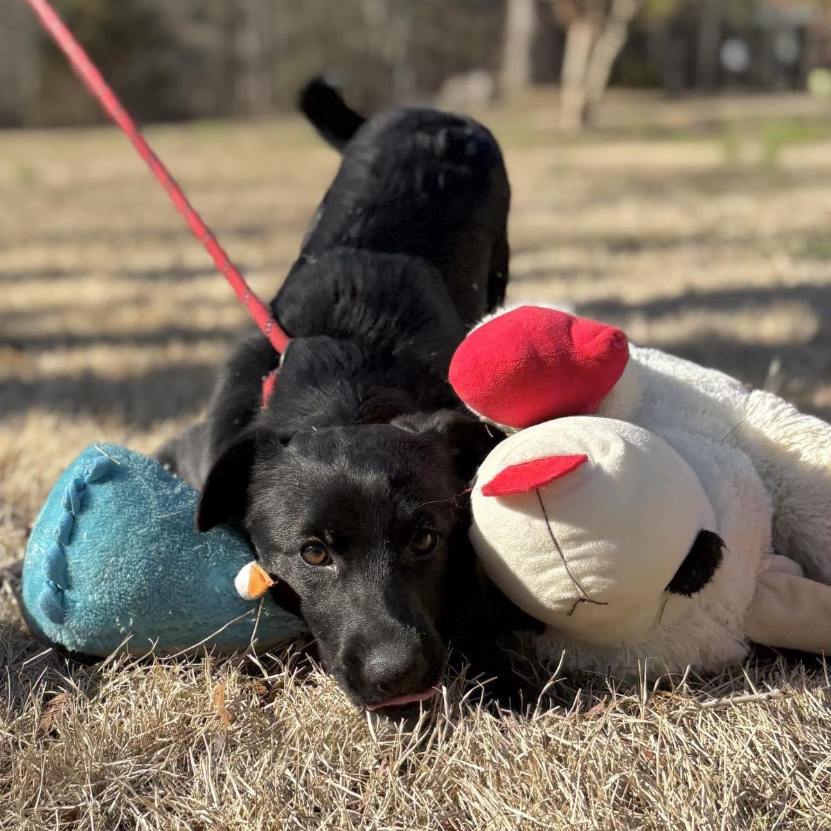 PAULINE - Labrador Retriever available for adoption