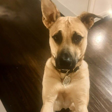 SINBAD    LOW FEE!!   IN PA!! - Rhodesian Ridgeback / Mountain Cur available for adoption