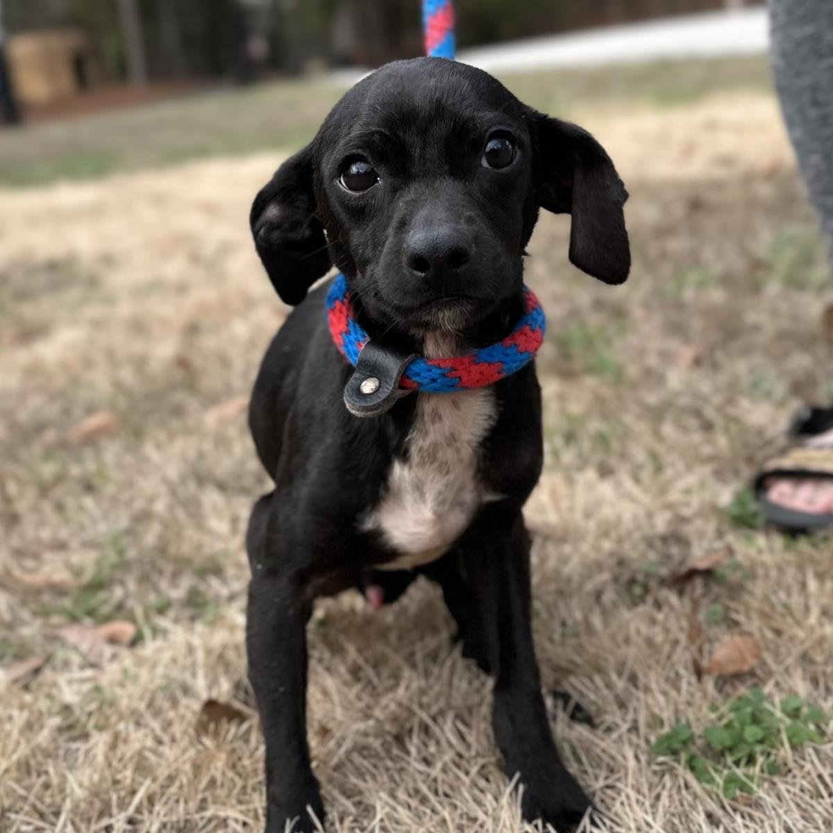 LO'AK - Chihuahua available for adoption