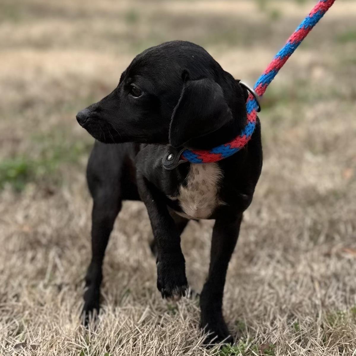 LO'AK - Chihuahua available for adoption