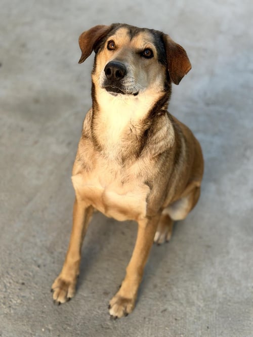 MOODONNA  LOWER FEE! - Sheep Dog / Labrador Retriever available for adoption