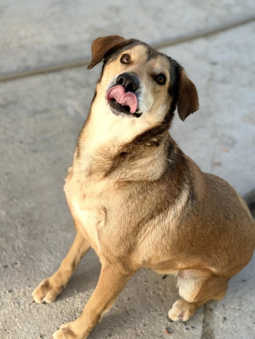 MOODONNA  LOWER FEE! - Sheep Dog / Labrador Retriever available for adoption