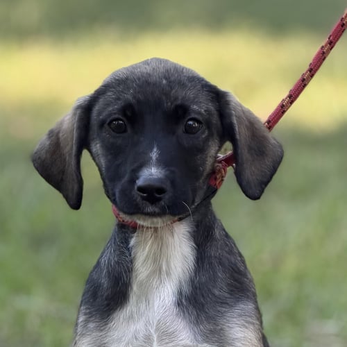 AERI - Shepherd available for adoption
