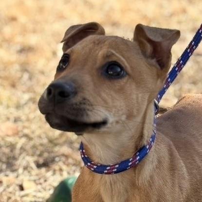 MAGIC - Mountain Cur / Hound available for adoption