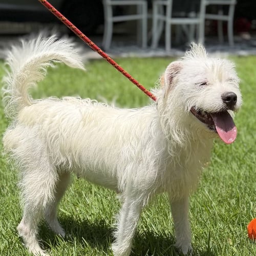 MILLIE - Wirehaired Fox Terrier available for adoption