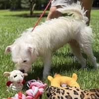 Millie - Photo 4