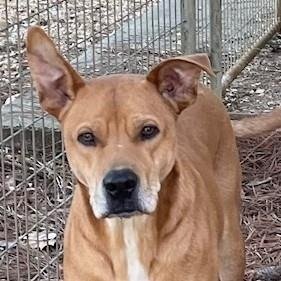 MASSEY  LOWER FEE! - Labrador Retriever / German Shepherd Dog available for adoption