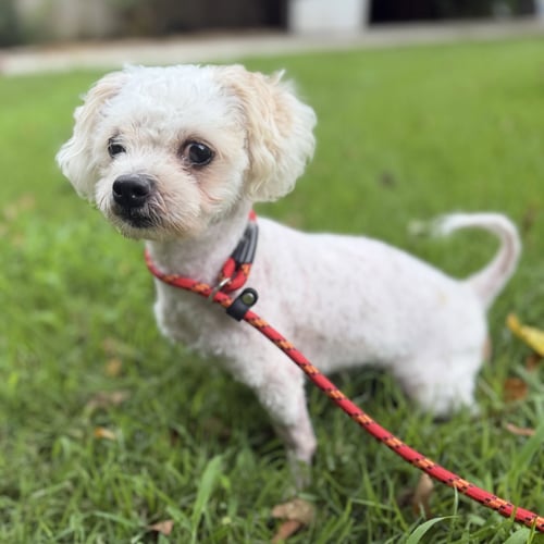 POSTY - Poodle (Miniature) / Maltese available for adoption