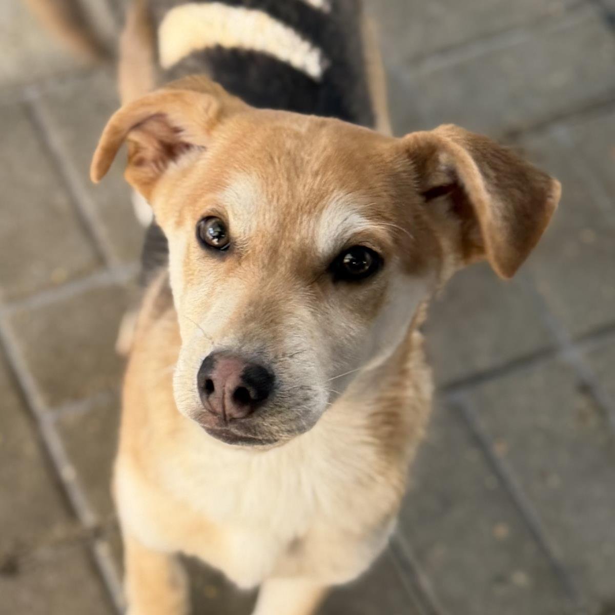 SHAWN - Shepherd available for adoption