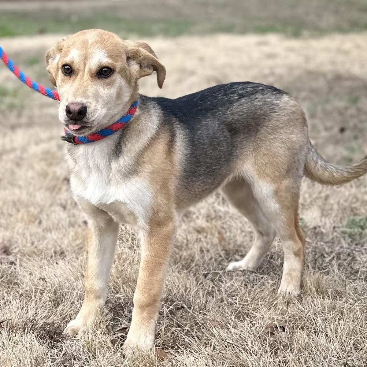 SHAWN - Shepherd available for adoption