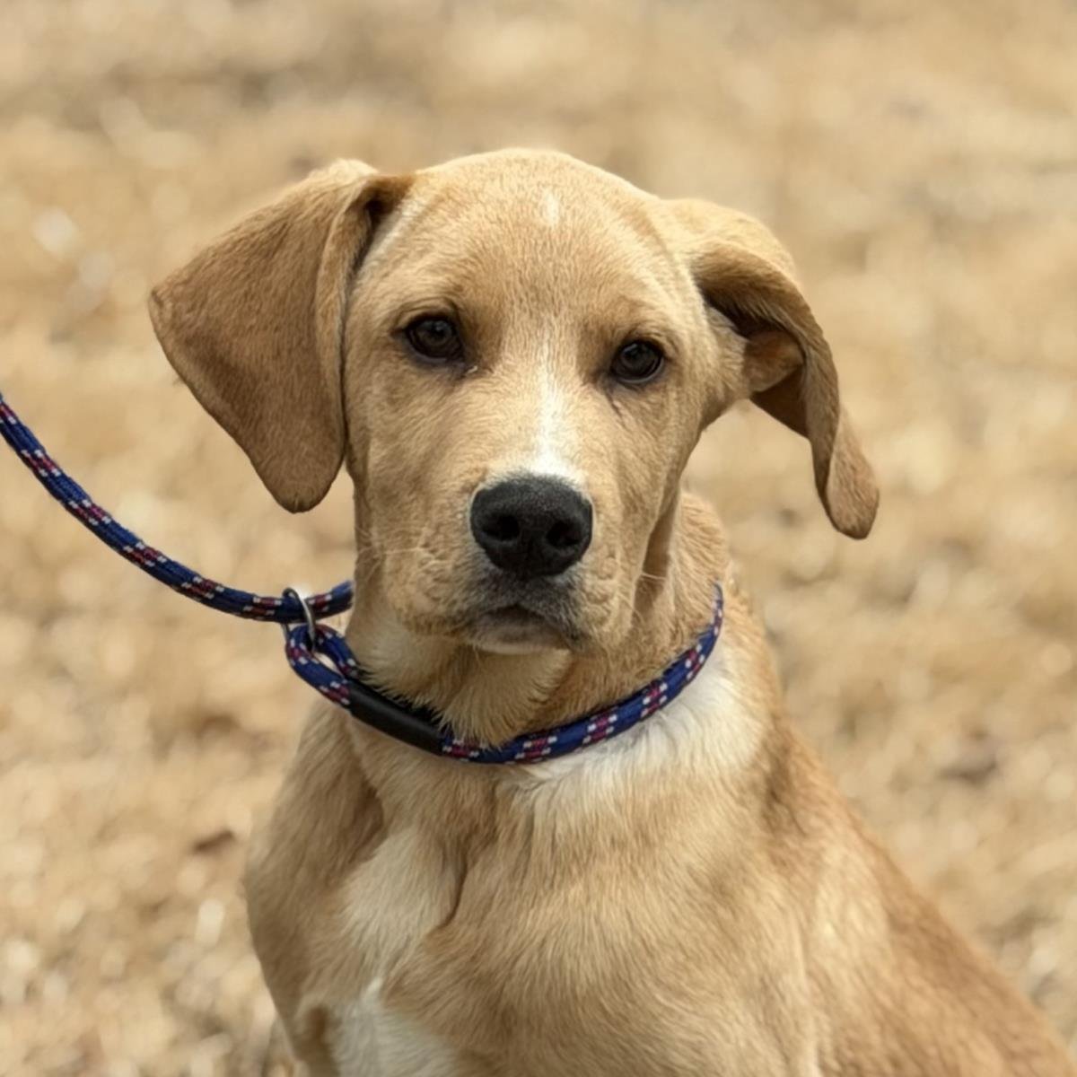 BEAVER - Labrador Retriever / Australian Shepherd available for adoption