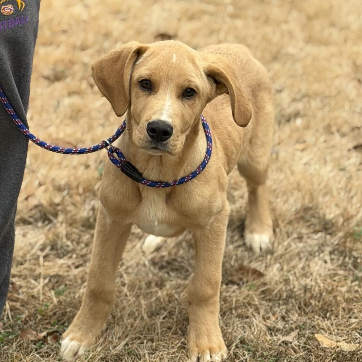 BEAVER - Labrador Retriever / Australian Shepherd available for adoption
