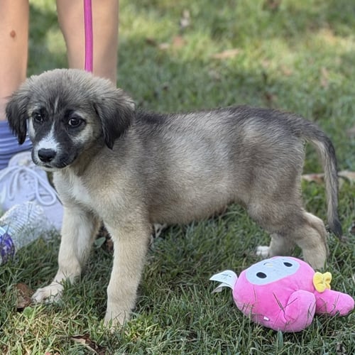 DAVE - Shepherd available for adoption
