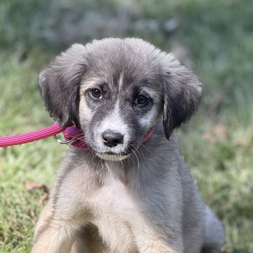 DAVE - Shepherd available for adoption