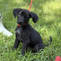 LINUS - Photo 1