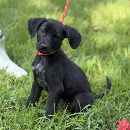 LINUS - Hound available for adoption