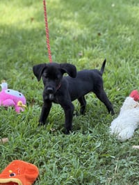 LINUS - Photo 4