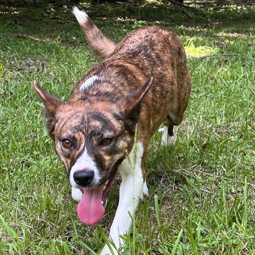 LANDY HOPE - Terrier available for adoption