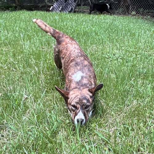 LANDY HOPE - Terrier available for adoption