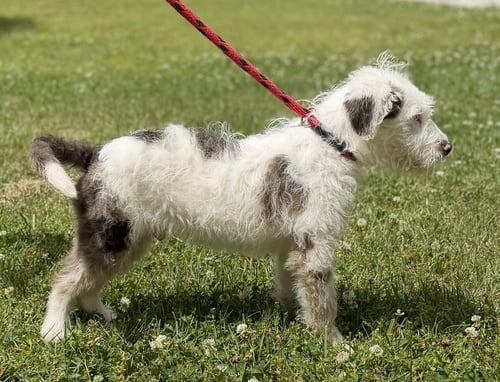 ROYCE - Poodle (unknown type) / Wheaten Terrier available for adoption