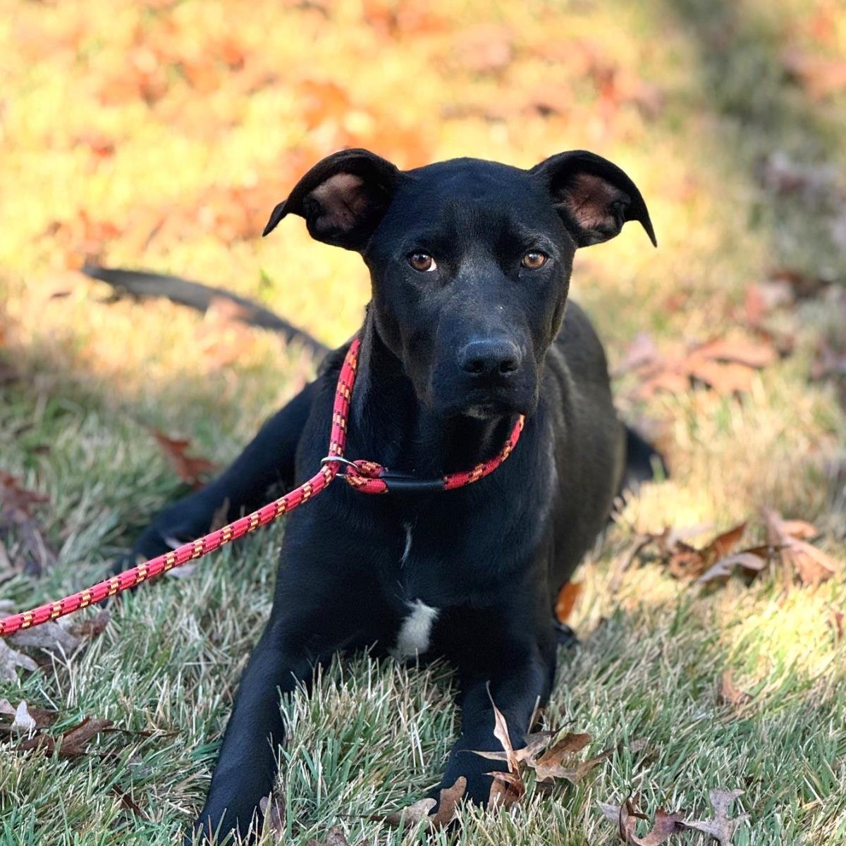 TOBY - Catahoula Leopard Dog / Labrador Retriever available for adoption