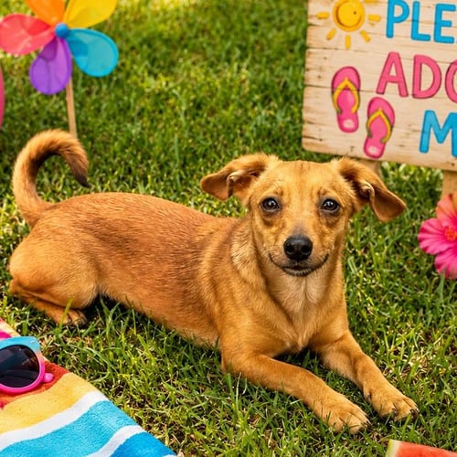 PEACHES - Dachshund available for adoption