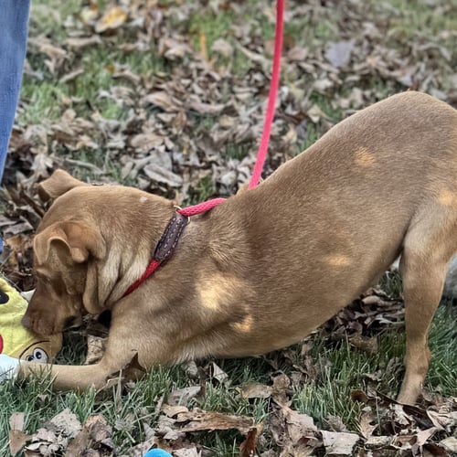 BLAKELY - Vizsla available for adoption
