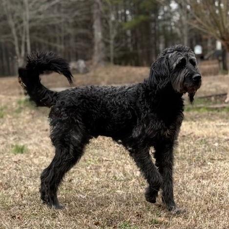 SILVER - Poodle (Miniature) available for adoption