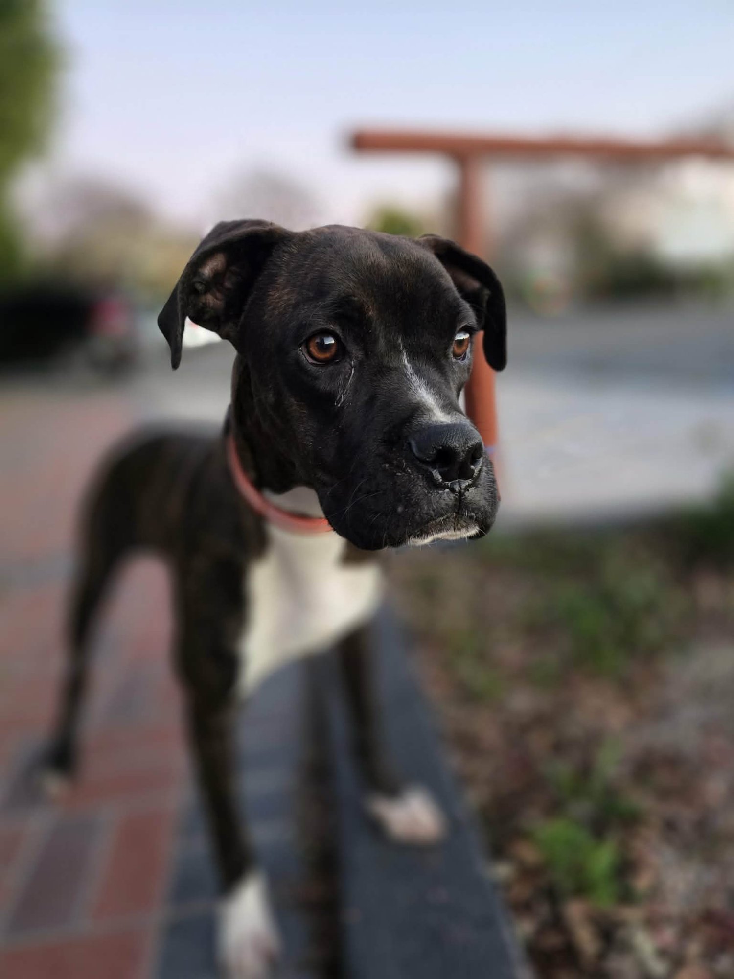 ROCKY 2026-1 - Boxer available for adoption