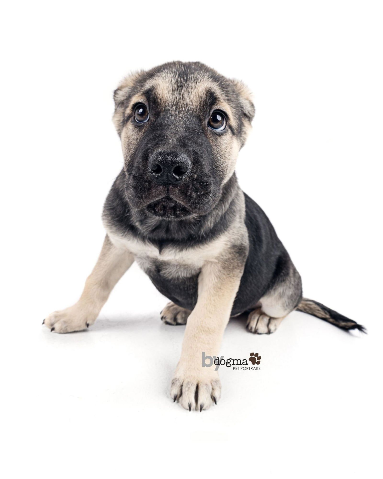 PALMER - Boxer / German Shepherd Dog available for adoption