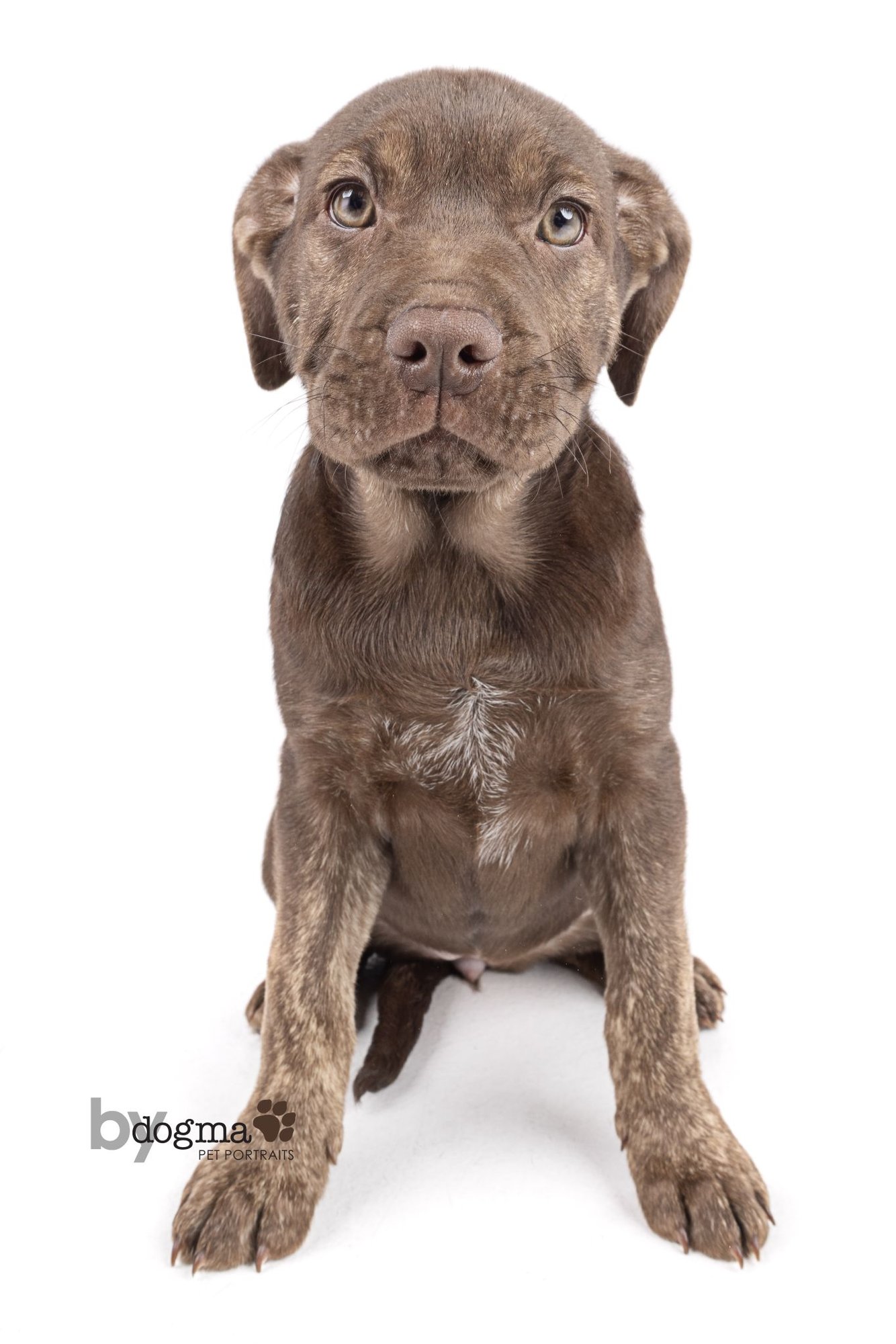 CINDER - Boxer / German Shepherd Dog available for adoption