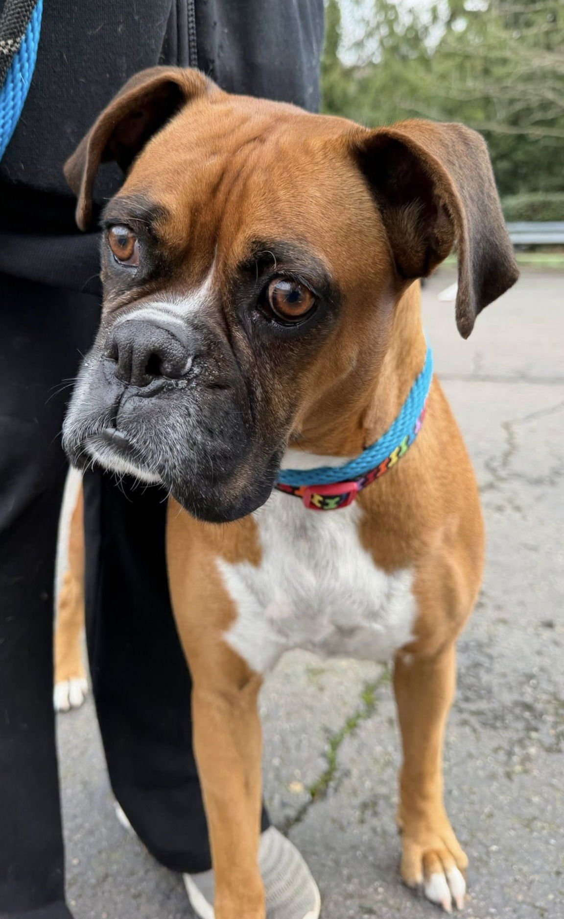 HARLEY 2025-1 - Boxer available for adoption